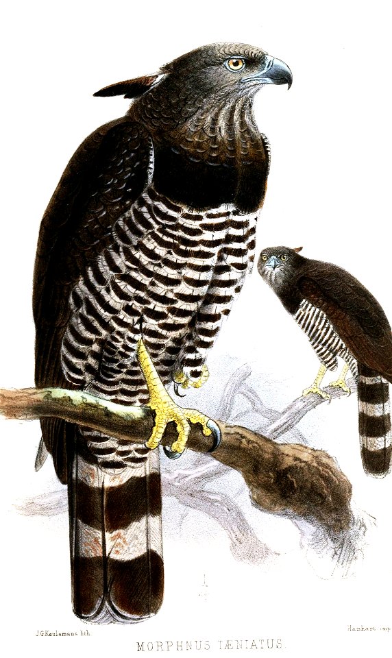 MorphnusTaeniatusKeulemans