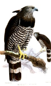 MorphnusTaeniatusKeulemans