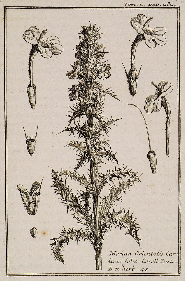 Morina Orientalis Cartinae folio Coroll Inst Rei herb 48 - Tournefort Joseph Pitton De - 1717