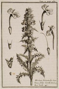 Morina Orientalis Cartinae folio Coroll Inst Rei herb 48 - Tournefort Joseph Pitton De - 1717