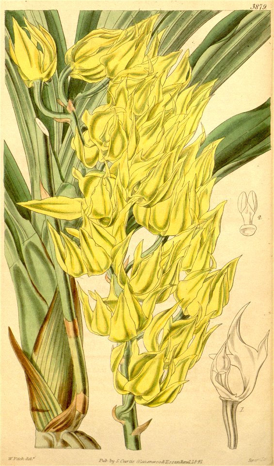 Mormodes maculata var. unicolor (as Mormodes pardina var. unicolor) - Curtis' 67 (N.S. 14) pl. 3879 (1841)