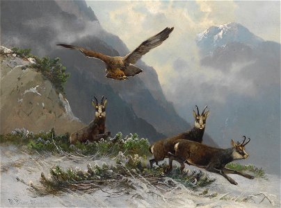 Moritz Müller Gemsen im Hochgebirge