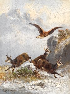 Moritz Müller Gämsen von Adler verfolgt