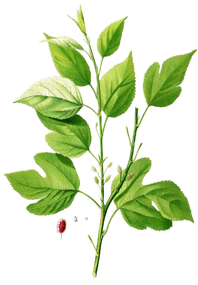 Morus alba Blanco1.206-cropped