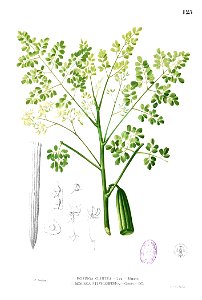 Moringa oleifera Blanco1.125