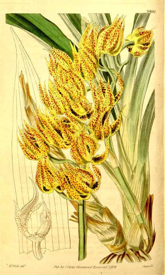 Mormodes maculata var. maculata (as Mormodes pardina) - Curtis' 68 (N.S. 15) pl. 3900 (1842)
