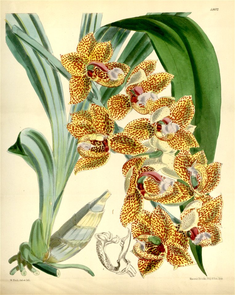 Mormodes uncia (as Mormodes greenei, spelled Mormodes greenii) - Curtis' 95 (Ser. 3 no. 25) pl. 5802 (1869)