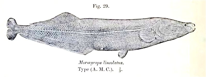 Mormyrops lineolatus