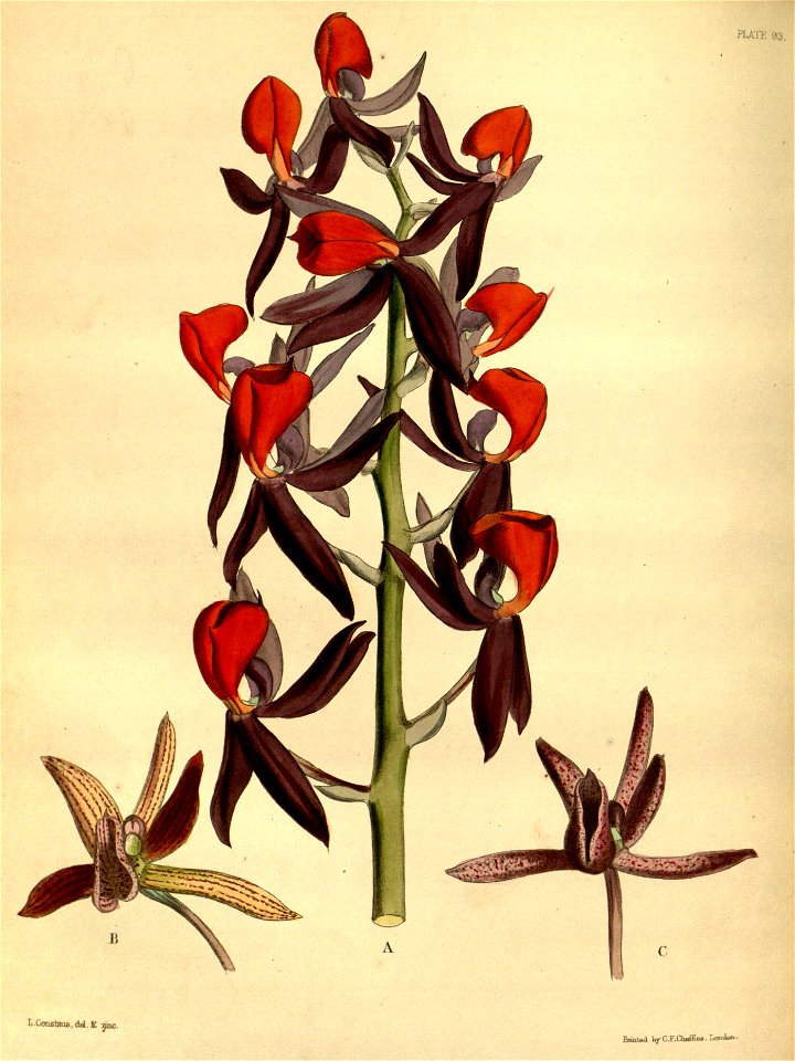 Mormodes ignea Paxton 093