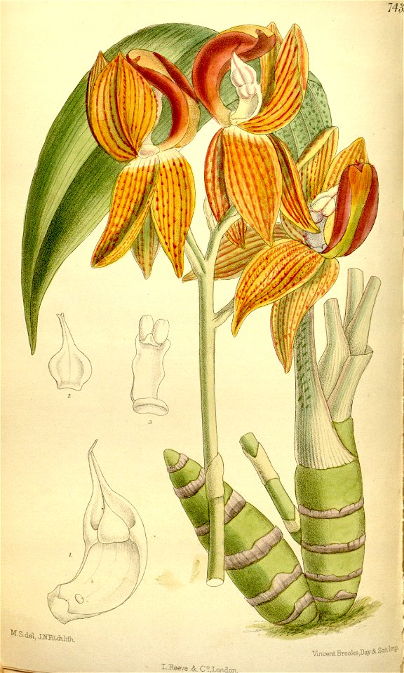 Mormodes rolfeana (spelled Mormodes rolfeanum) - Curtis' 121 (Ser. 3 no. 51) pl 7438 (1895)