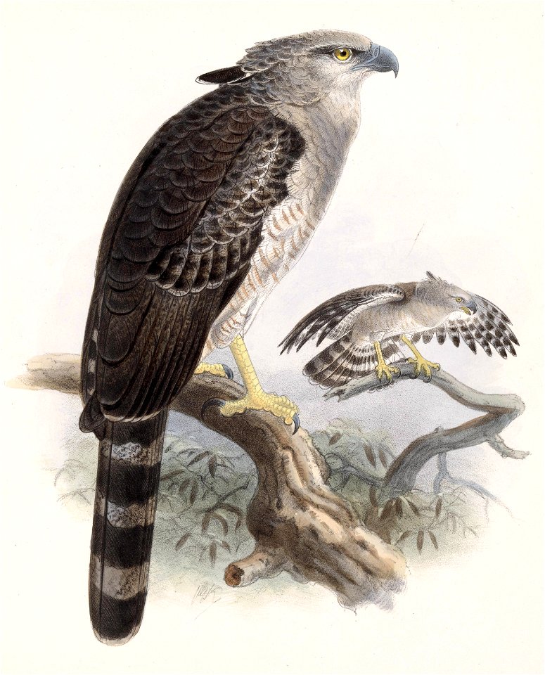 Morphnus guianensis