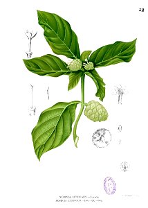 Morinda citrifolia Blanco1.52