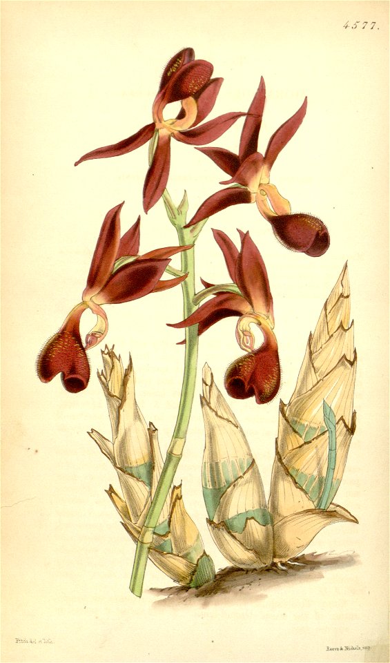 Mormodes hookeri (as Mormodes atropurpurea spelled atro-purpurea) - Curtis' 77 (Ser. 3 no. 7) pl. 4577 (1851)
