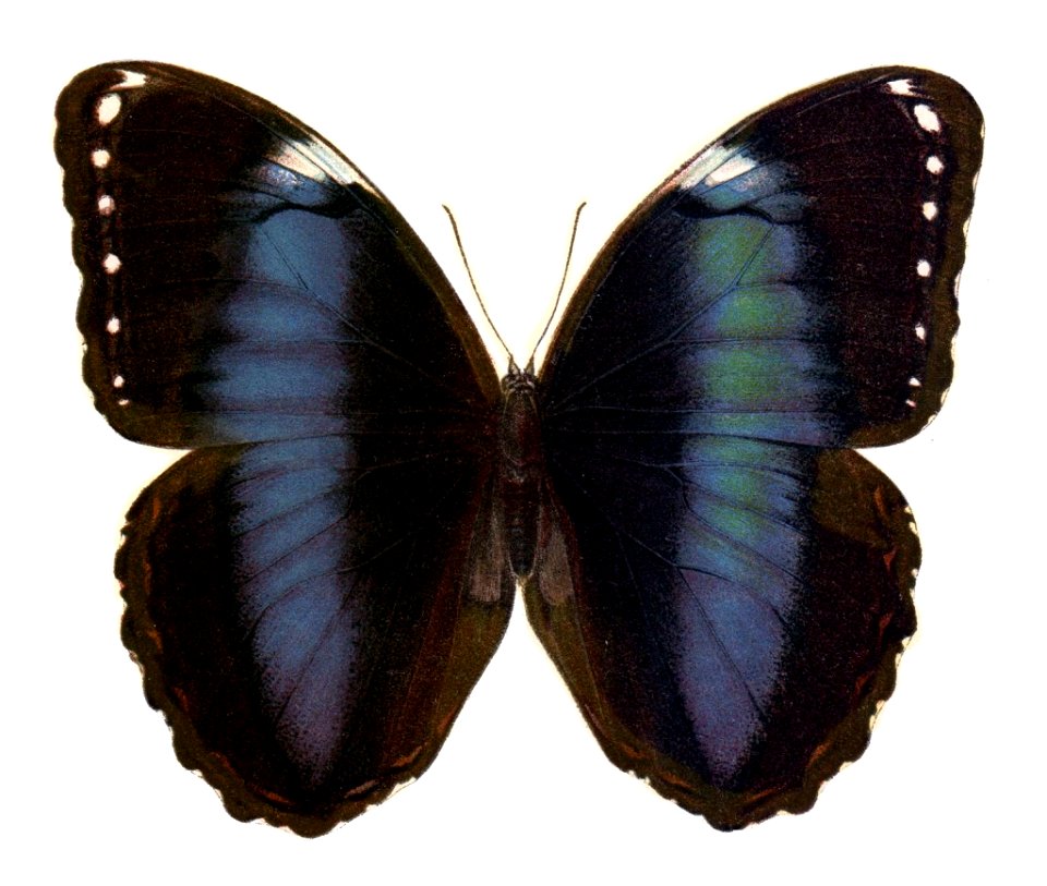 Morpho trojana seitz