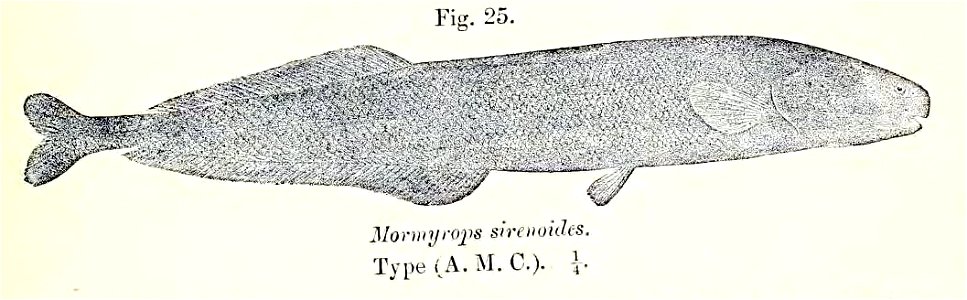 Mormyrops sirenoides