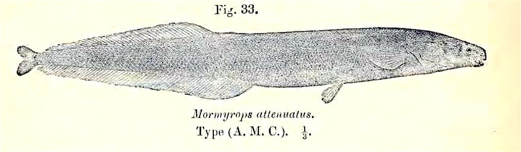Mormyrops attenuatus