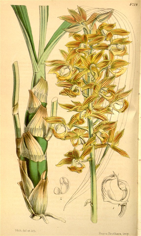 Mormodes cartonii (spelled Mormodes cartoni) - Curtis' 72 (Ser. 3 no. 2) pl. 4214 (1846)