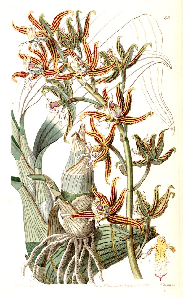 Mormodes lineata (as Mormodes lineatum) - Edwards vol 28 (NS 5) pl 43 (1842)