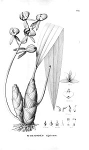 Mormodes tigrina (as Mormodes tigrinum) - Fl.Br.3-5-082