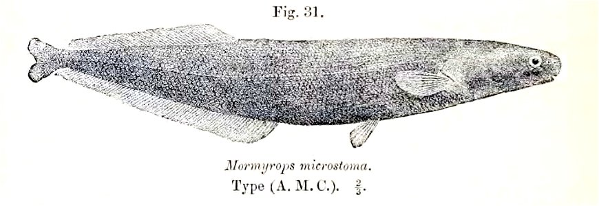 Mormyrops microstoma. Free illustration for personal and commercial use.