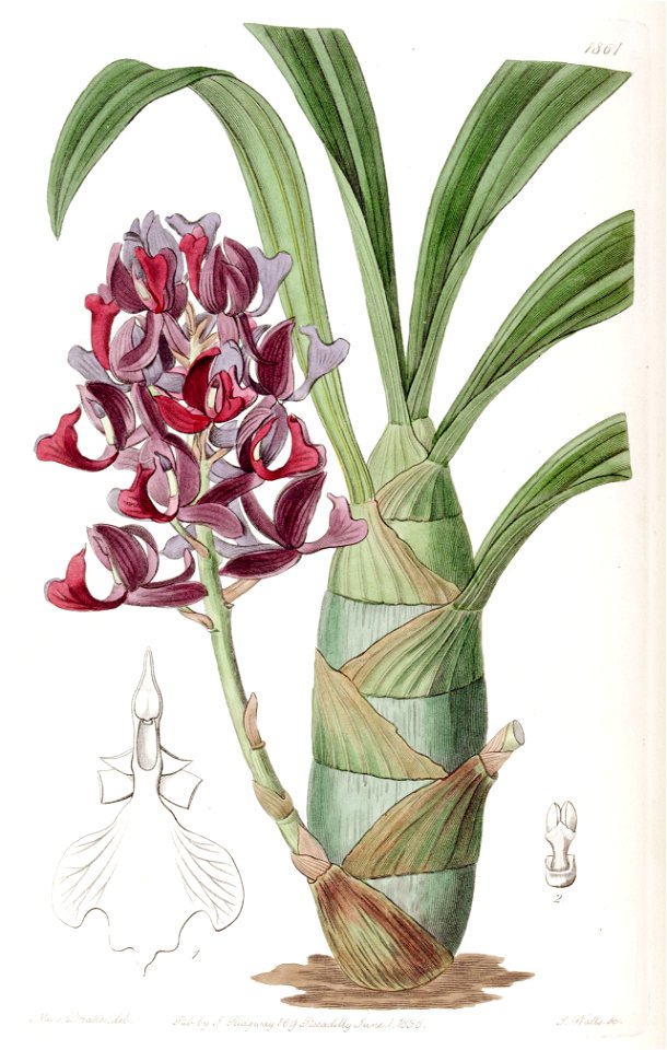 Mormodes atropurpurea - Edwards vol 22 pl 1861 (1836)