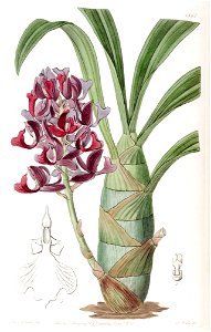 Mormodes atropurpurea - Edwards vol 22 pl 1861 (1836)