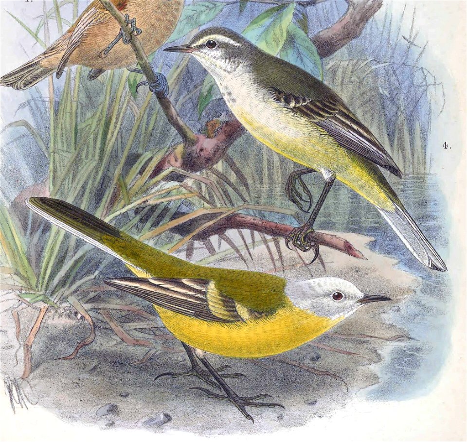 Motacilla flava leucocephala 1889