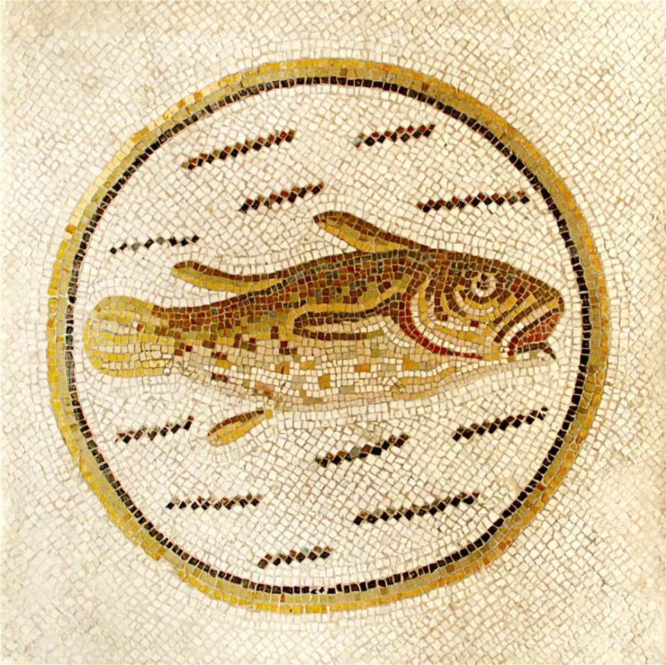 Mosaique de poisson au musée de Sousse, septembre 2013