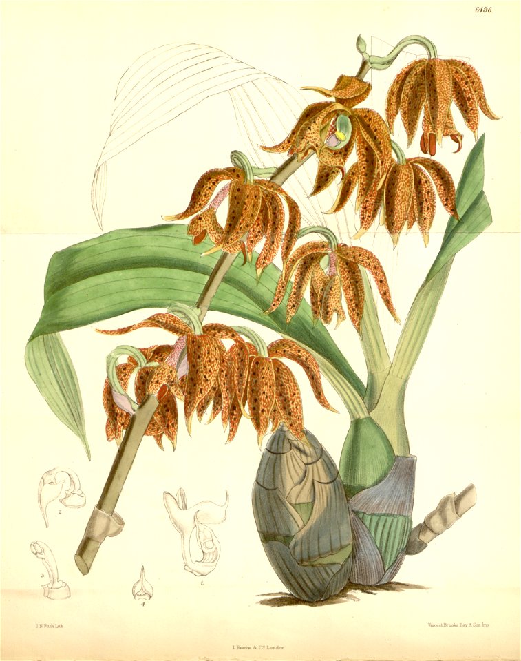 Mormodes ocanae - Curtis' 106 (Ser. 3 no. 36) pl 6496 (1880)