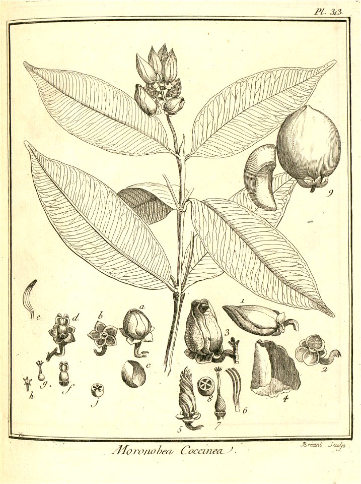 Moronobea coccinea Aublet 1775 pl 313