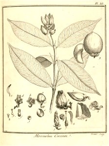 Moronobea coccinea Aublet 1775 pl 313