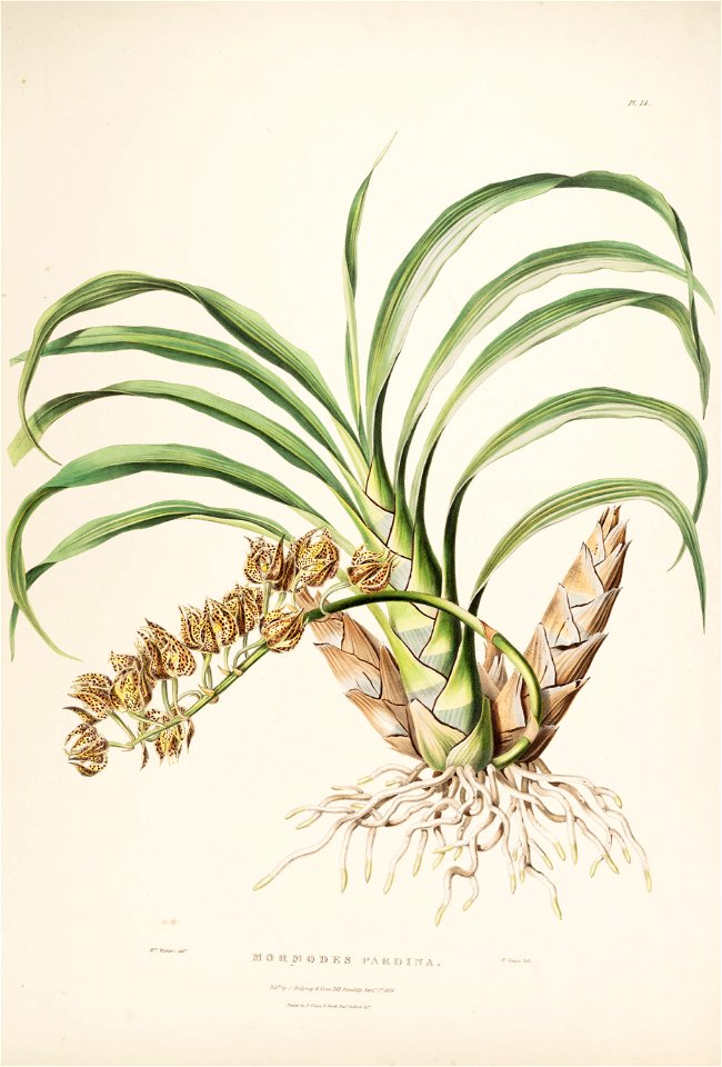 Mormodes maculata var. maculata. (as Mormodes pardina) - Bateman Orch. Mex. Guat. pl. 14 (1842)