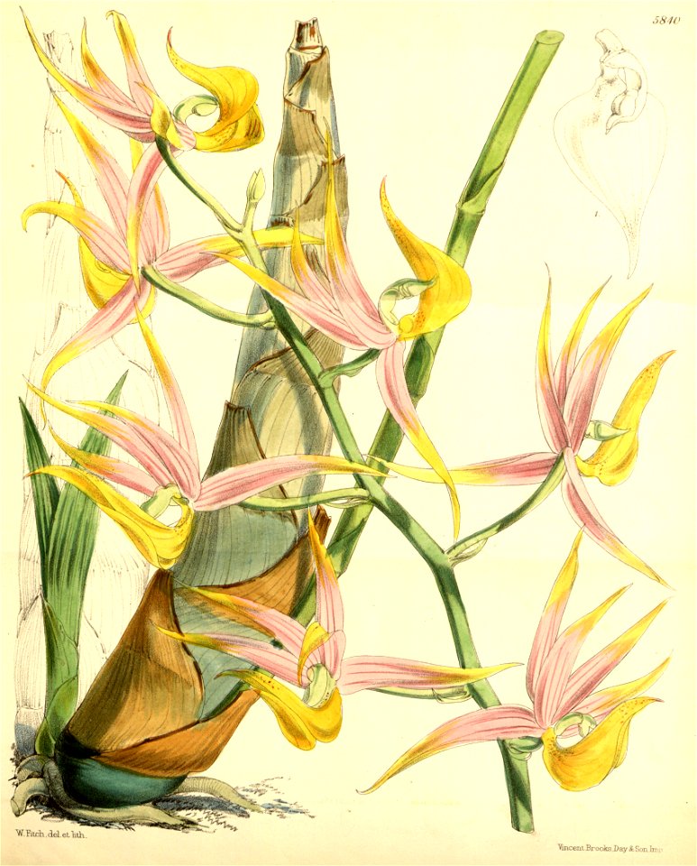 Mormodes colossus - Curtis' 96 (Ser. 3 no. 26) pl. 5840 (1870)