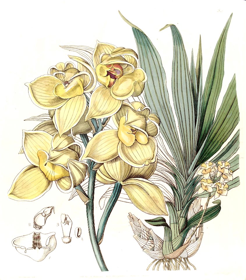 Mormodes luxata (as Mormodes luxatum) - Edwards vol 29 (NS 6) pl 33 (1843)