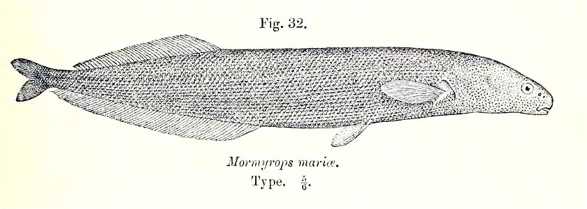 Mormyrops mariae