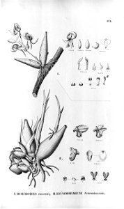 Mormodes rosea (as Mormodes roseum) - Peristeria serroniana (as Lycomormium serronianum) - Fl.Br.3-5-083. Free illustration for personal and commercial use.