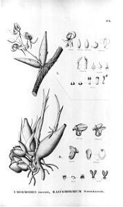 Mormodes rosea (as Mormodes roseum) - Peristeria serroniana (as Lycomormium serronianum) - Fl.Br.3-5-083