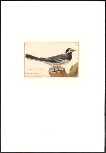 Motacilla alba - 1753-1834 - Print - Iconographia Zoologica - Special Collections University of Amsterdam - UBA01 IZA1000282. Free illustration for personal and commercial use.