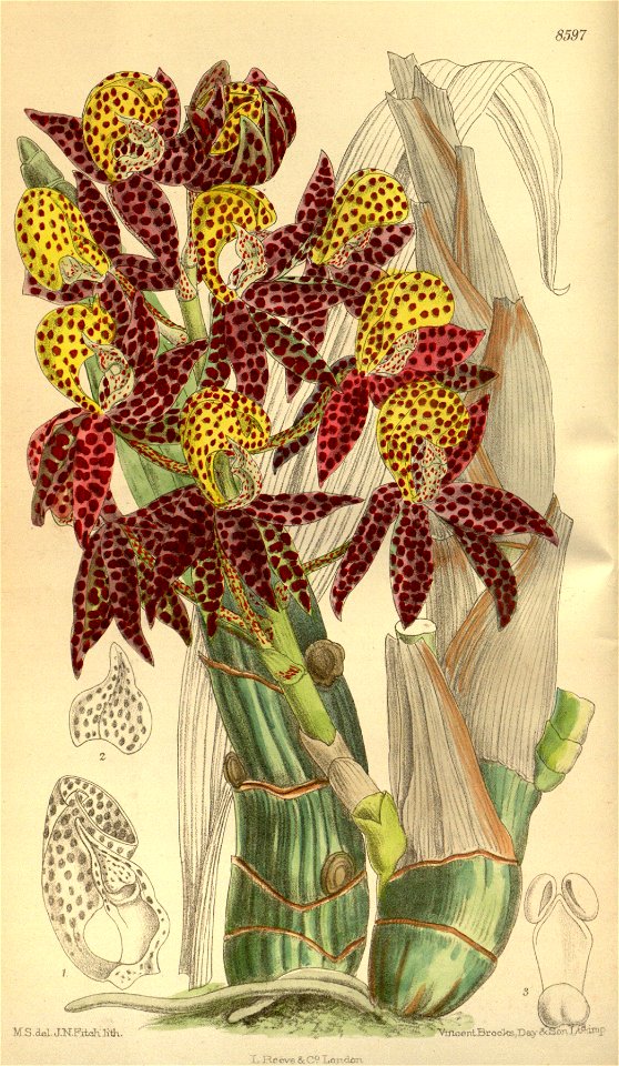 Mormodes tigrinum 141-8597