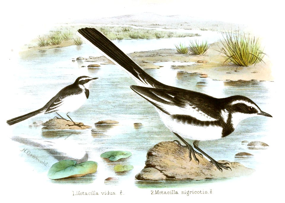 Motacilla nigricotis Gronvold