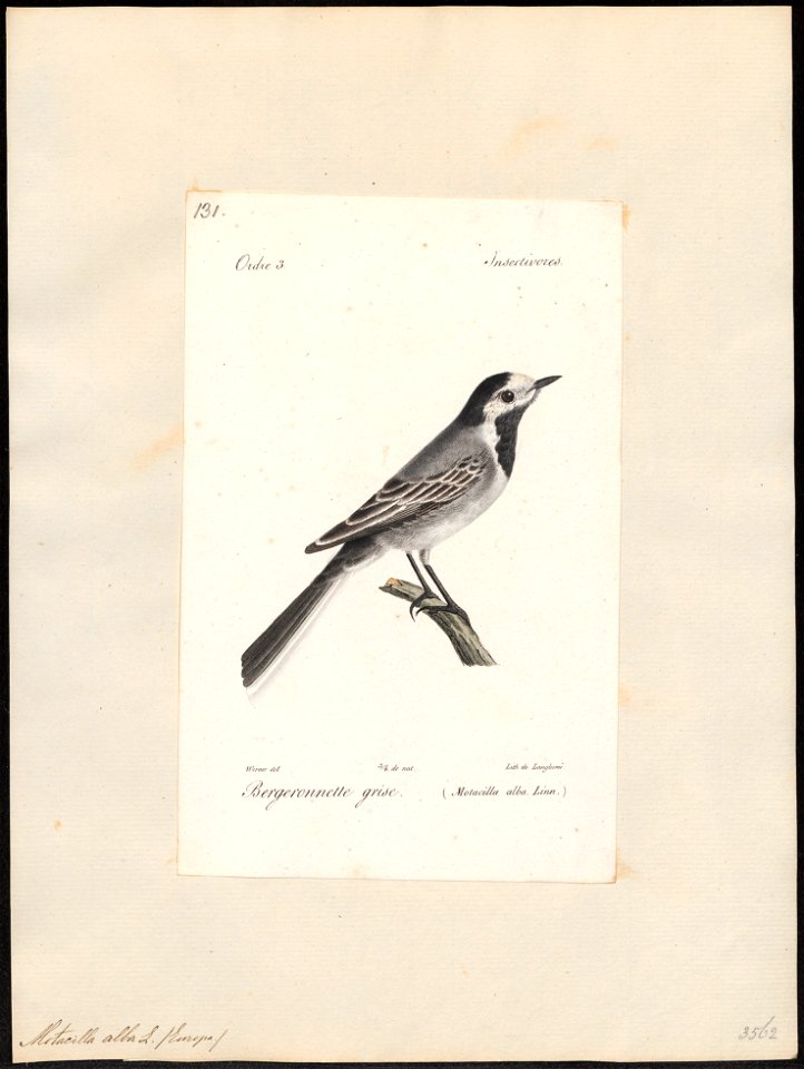 Motacilla alba - 1842-1848 - Print - Iconographia Zoologica - Special Collections University of Amsterdam - UBA01 IZ16300083