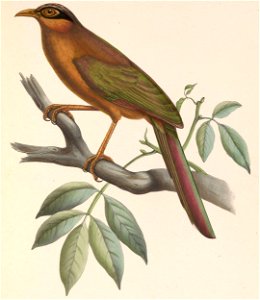 Morococcyx erythropygus 1849