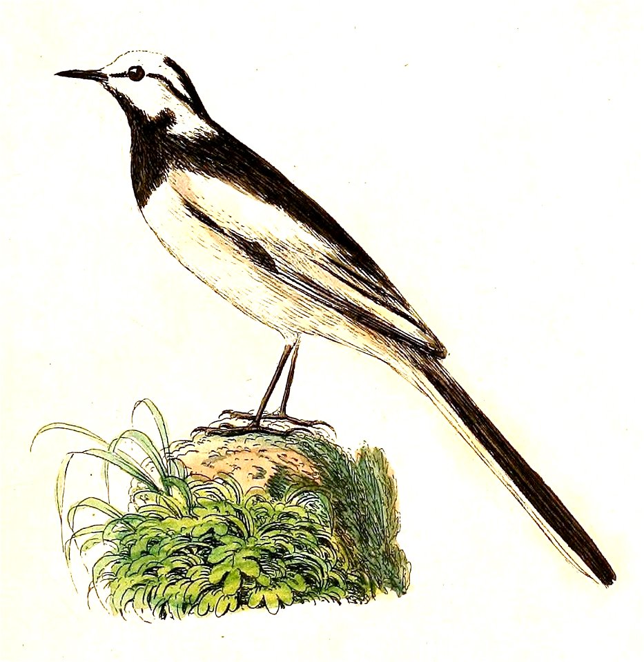 Motacilla alba lugens 1832