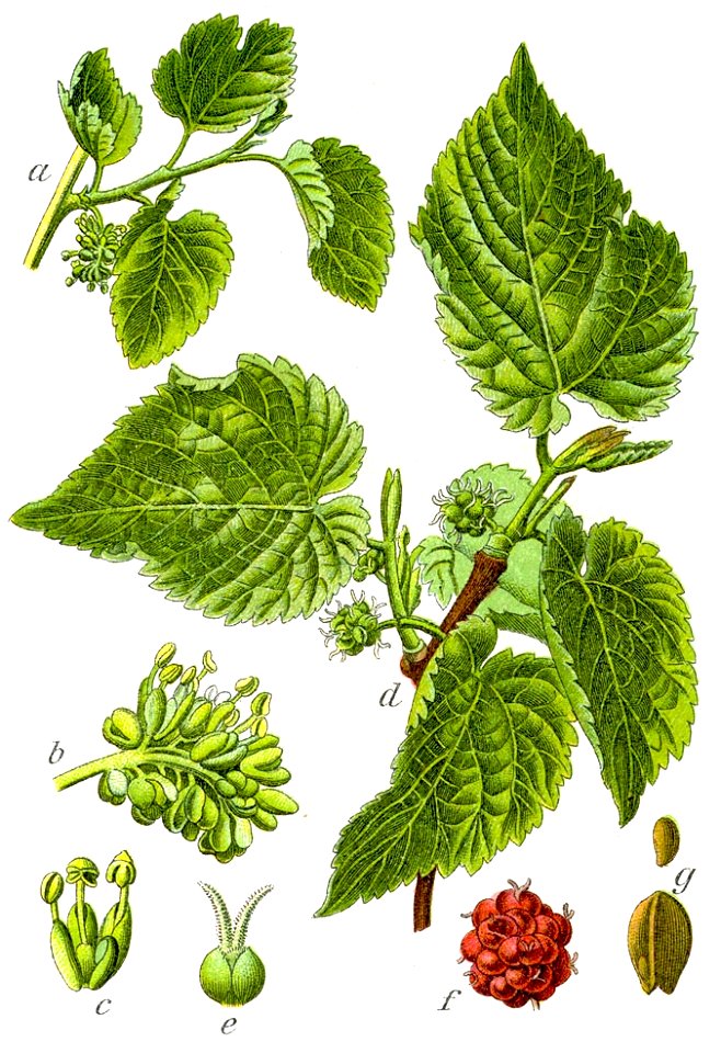 Morus nigra Sturm04039