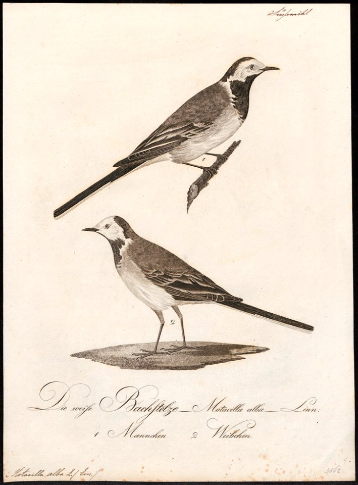 Motacilla alba - 1800-1812 - Print - Iconographia Zoologica - Special Collections University of Amsterdam - UBA01 IZ16300085