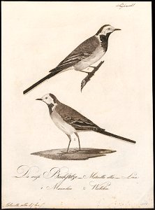 Motacilla alba - 1800-1812 - Print - Iconographia Zoologica - Special Collections University of Amsterdam - UBA01 IZ16300085