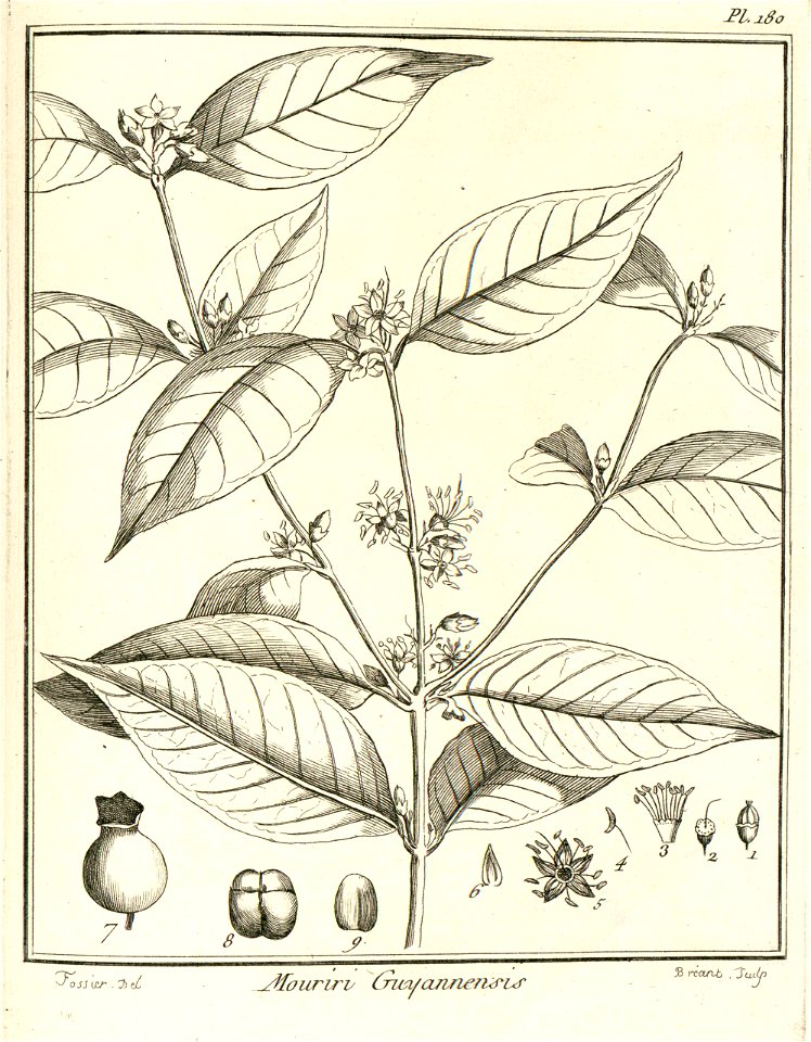 Mouriri guianensis Aublet 1775 pl 180