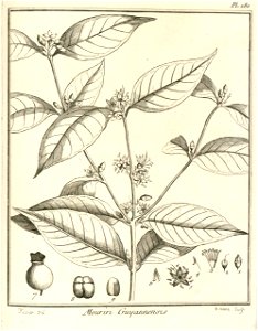 Mouriri guianensis Aublet 1775 pl 180
