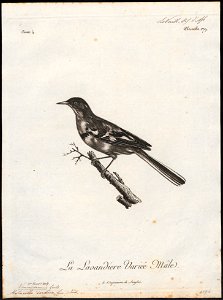 Motacilla indica - 1796-1808 - Print - Iconographia Zoologica - Special Collections University of Amsterdam - UBA01 IZ16300125