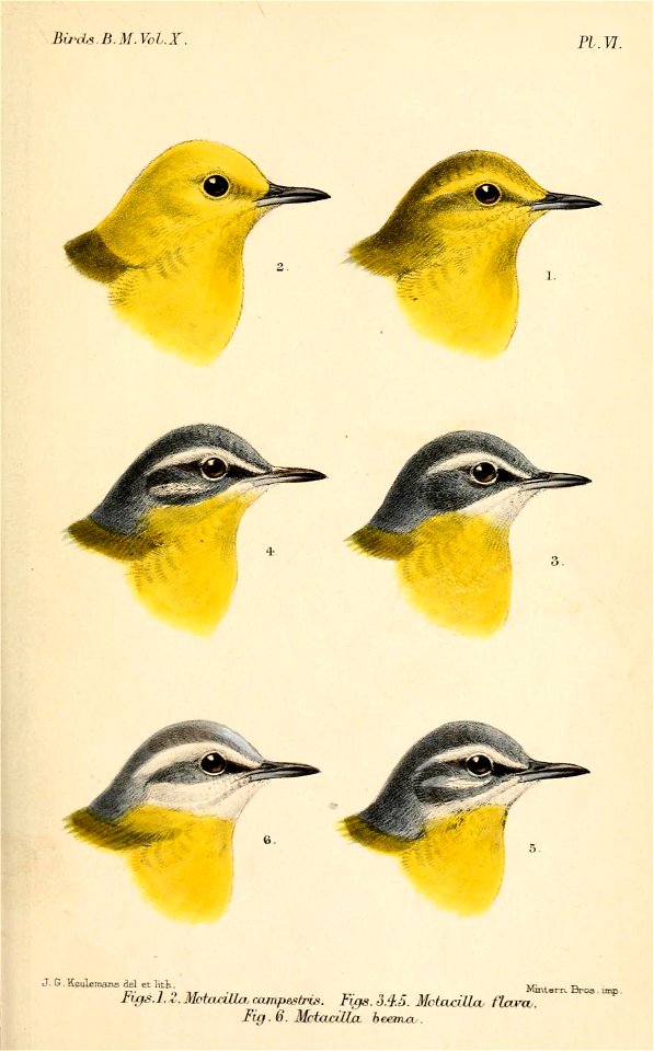 MotacillaFlava1Keulemans
